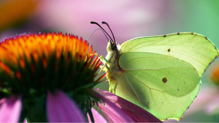 butterfly on flower