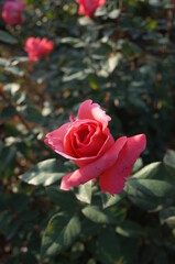 Pink Flower of Rose 'Montparnasse' in Full Bloom
