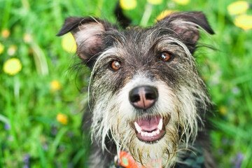funny mix breed dog in green grass