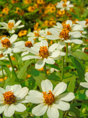 Obraz premium the colorful flowers in Vietnam