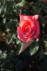 Pink Flower of Rose 'Montparnasse' in Full Bloom
