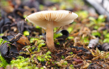 Mushroom (Lepiota sp.)