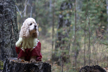 american cocker spaniel