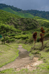 Landscape of hills with green tea fields and mountain river. Pure green nature.
