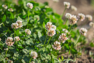 Three leaf green clover flower background