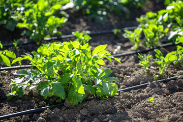 Close up photo with selective focus of drip irrigation system