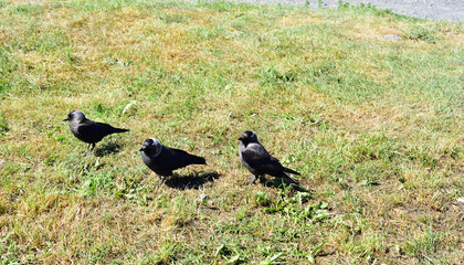 Three curious jackdaws of the Kizhi island on the mown field

