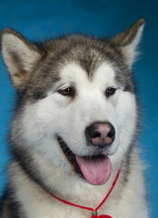 siberian husky dog portrait