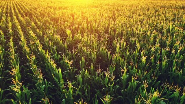 Diminishing perspective aerial view of green corn field in summer sunset