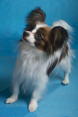 Fototapeta premium papillon breed dog