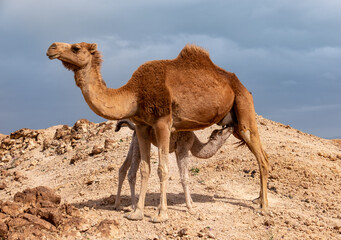 White baby camel sucks milk from the mother. Wild camels, mom and baby, in the remote area of the Judean desert, Israel