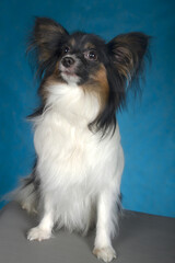 papillon dog portrait
