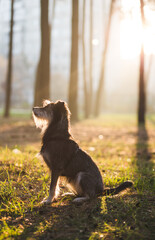 funny mix breed dog in the autumn leaves