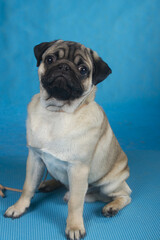 Obraz premium close-up portrait of a pug dog on a blue background