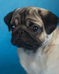 close-up portrait of a pug dog on a blue background