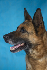german shepherd portrait