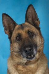 german shepherd portrait