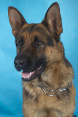 german shepherd portrait