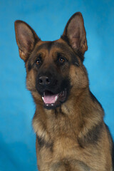 german shepherd portrait