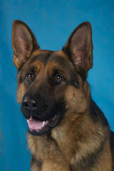 german shepherd portrait