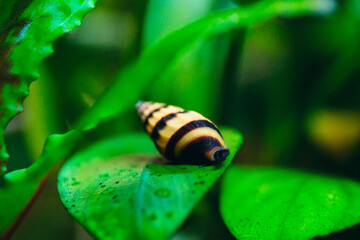 Predatory aquarium snail Helena on a leaf.