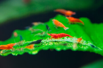Big fire red or cherry dwarf shrimp with green background in fresh water aquarium tank.
