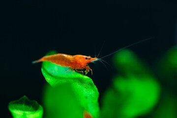 Big fire red or cherry dwarf shrimp with green background in fresh water aquarium tank.