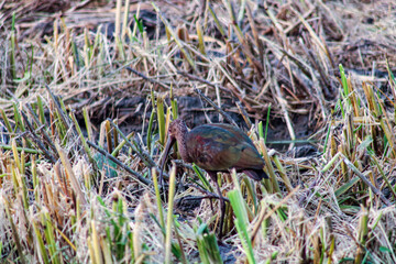 bird drinking from pond