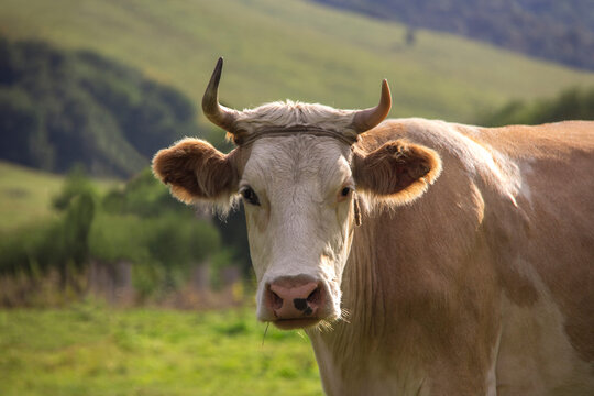 White-brown bull grazing in the meadow looking at the camera.