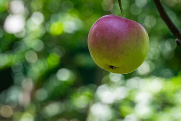 Beautiful apple with red color on the branch of tree on green bokeh in the garden. Natural daylight. Nature concept for design. There is place for your text