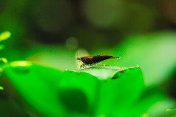 Big dark shrimp with green background in fresh water aquarium tank
