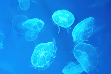 Moon Jellyfish in blue light in a large aquarium fish tank, Many large jellyfish. Luminous jellyfish background.