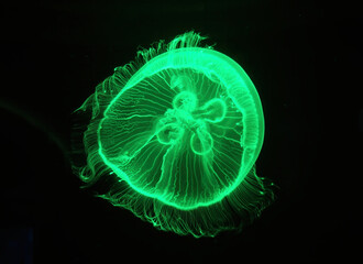 Moon Jellyfish in green light in a large aquarium fish tank, A single large jellyfish. Luminous jellyfish background. © Meta.K