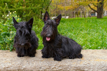 two black Scotch Terriers sit in nature in the Park in the summer