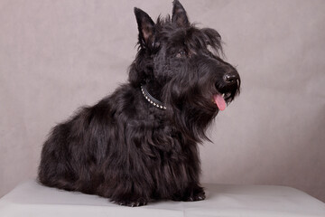 black Scotch Terrier, portrait