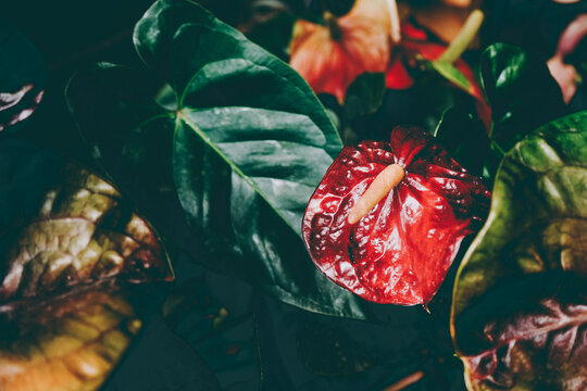 Beautiful shot of anthurium flowers