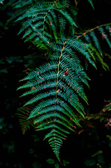 fern leaf in the forest