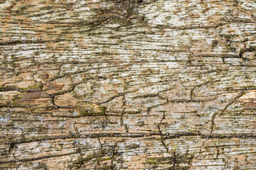 Natural drifwood textured background