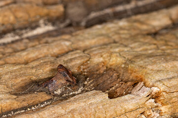 Rusty nail in old wood log cabin remains