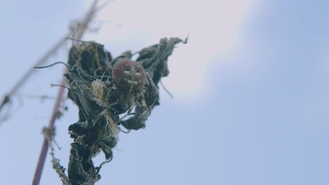 European garden spider on blue sky background.