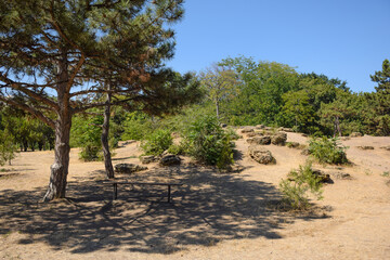 Fototapeta premium There is a pine tree near an alpine slide with scattered large stones, and under it is a bench for rest