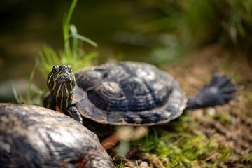 Red eared slider turtle Trachemys scripta elegans resting in the sunlight