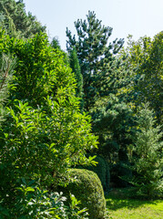 Fototapeta na wymiar Beautiful landscaped garden with Magnolia Susan and many evergreens. Trimmed boxwood trees and pine Pinus parviflora Glauca, fir Abies koreana. Peaceful atmosphere of summer or autumn landscape