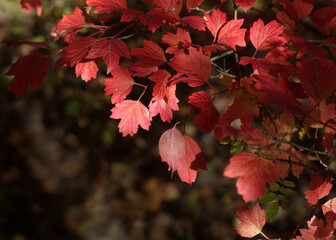 red autumn leaves