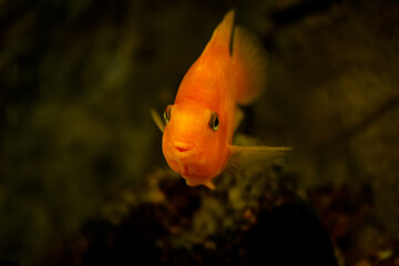 Close up of golden fish swimming in aquaarium