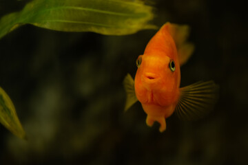 Close up of golden fish swimming in aquaarium