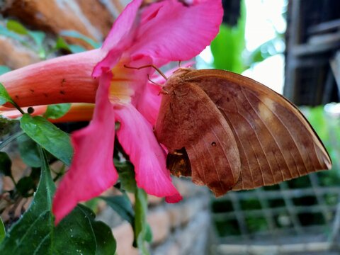 Common Duffer Nature Closeup Butterfly -insect