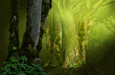 Mysterious fantasy forest with old mossy trees and magical light