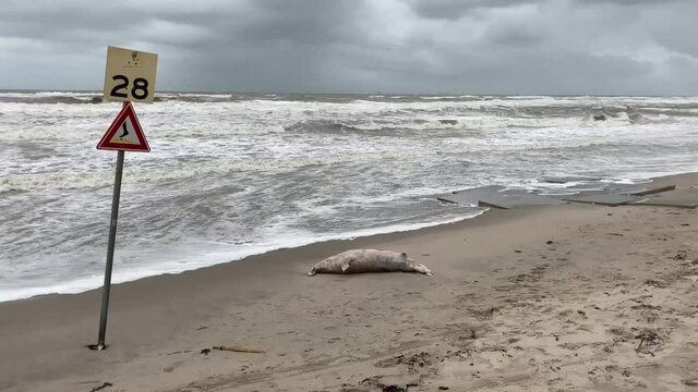 Grey seal washed ashore on the Dutch north sea coast near The Hague