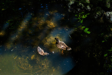 Mother duck and baby duck swimming in lake, top view photography